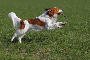 Kooikerhondje or Kooiker Hound (Canis lupus familiaris), young male dog playing with a stick