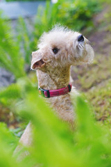 Red Lakeland Terrier dog with pink collar posing outdoors in a green fern plants