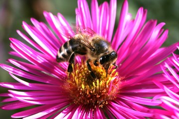 Honey Bee (Apis mellifera) on an Alpine aster (Aster alpinus)
