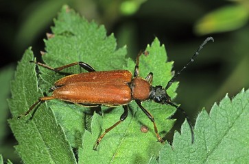 Longhorn beetle (Leptura rubra)