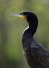 Great Cormorant or Black Great Cormorant (Phalacrocorax carbo), portrait, Stuttgart, Baden-Wuerttemberg, Germany, Europe