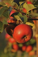 Red apples (Malus domestica) growing on a tree