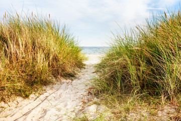 Beach and dune grass