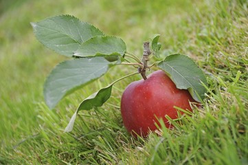 Red apple lying on the grass