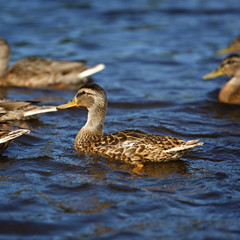 Young Mallard ducks swim in the pond in the summer.