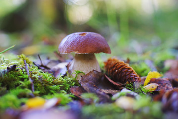 Boletus mushroom growing up in a forest in autumn