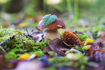 Boletus mushroom growing up in a forest in autumn