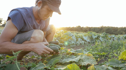 Young male farmer picking cucumber at organic eco farm