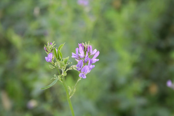 Fiore viola di erba medica isolato nel campo. Medicago sativa