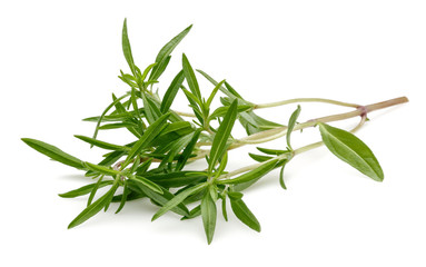 Fototapeta premium Thyme