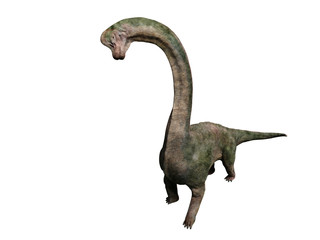Brachiosaurus altithorax dinosaur from the Late Jurassic