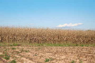 Obraz premium Campo di mais secco e cielo blu in autunno