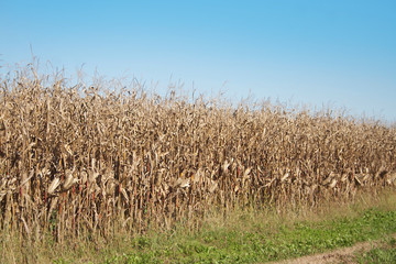 Campo di mais secco e cielo blu in autunno