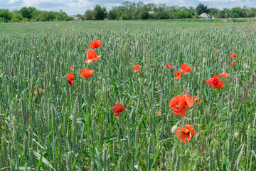 Poppies in wheat