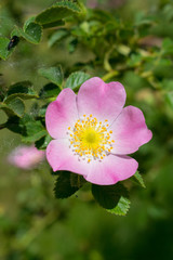 Wild rose closeup