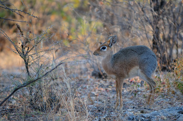 Damara Dikdik steht im Dickicht, Etosha Nationalpark, Namibia