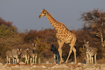 Giraffe mit Steppenzebras, Etosha Nationalpark, Namibia, (Giraffa camelopardalis)