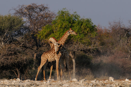 Giraffen beim Kampf, Etosha Nationalpark, Namibia, (Giraffa camelopardalis)