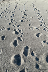 Fototapeta na wymiar Many footsteps on a sandy beach