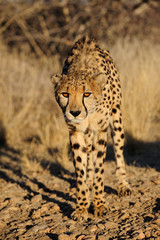 Gepard, Namibia © Photohunter