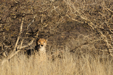 Gepard, Namibia © Photohunter