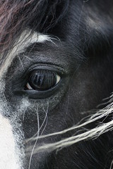 UN REGARD DE CHEVAL