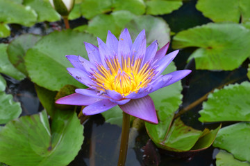 The bright lotus flower. Pic was taken in August 2017.