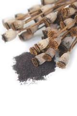 Semi di papavero con piante secche isolate su
sfondo bianco