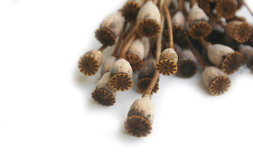 Piante secche di papavero isolate su sfondo bianco