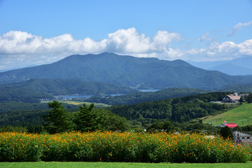 長野県　黒姫高原　満開のコスモスと野尻湖