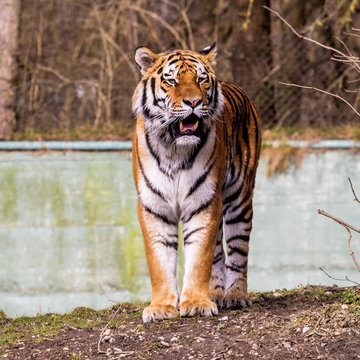 Tiger - Panthera tigris