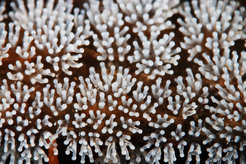 Coral mushroom on a tree
