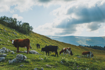 Fototapeta na wymiar Cows grazing in fresh green meadows. Cattle on pasture in alpine mountains