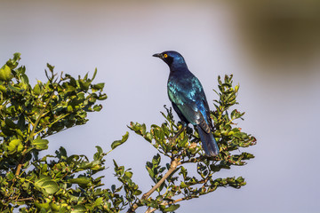 Greater Blue-eared Glossy-Starling in Kruger National park, South Africa