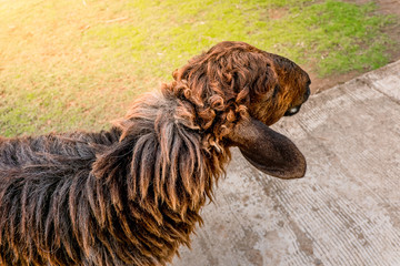 Sheep in farm on sunshine. happy holiday.
