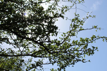 illumination de la branche © christelle