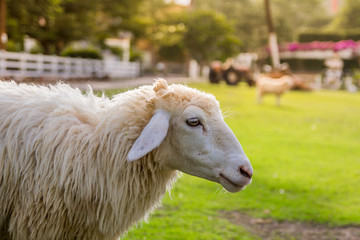 Sheep in farm on sunshine. happy holiday.
