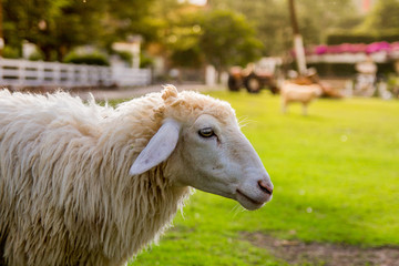 Sheep in farm on sunshine. happy holiday.