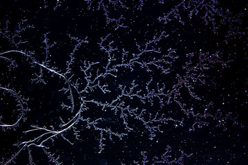 Hoarfrost and beautiful snow patterns