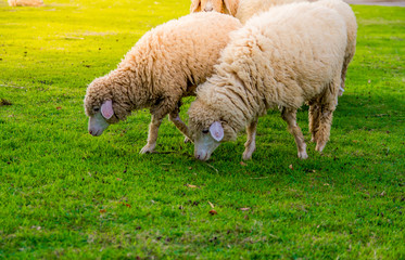 Sheep in farm on sunshine. happy holiday.