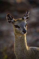 Klipspringer in Kruger National park, South Africa