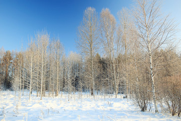 Fresh snow winter background in nature