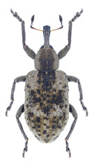 Beetle Hypera adspersa on a white background