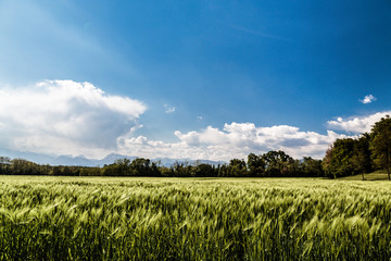 Fields of Italy in a spring day