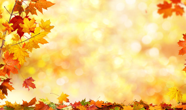 Fototapeta autumn background with maple leaves