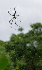 Jungle Spider web with pearl like water drops