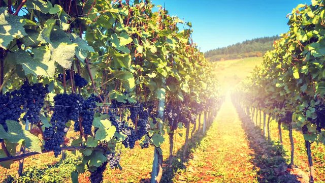 Landscape with vineyards and organic grape on vine branches