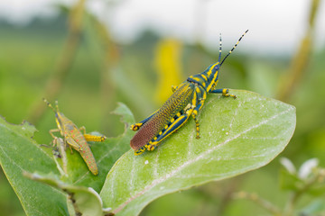 Painted Grasshopers on a poisounous plant
