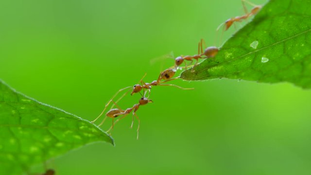 Ant bridge unity team ,4K footage