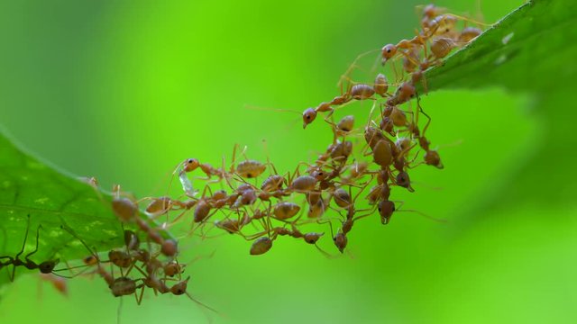 Ant bridge unity team ,4K footage